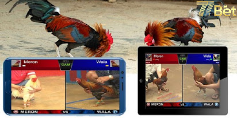 Hệ thống livetream đá gà tuyệt hảo